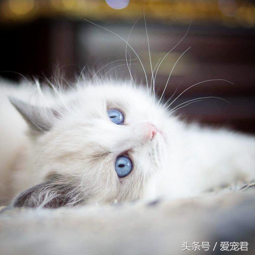 揭秘猫咪回家不停响，背后隐藏的秘密你了解吗？神秘原因令人焦虑！