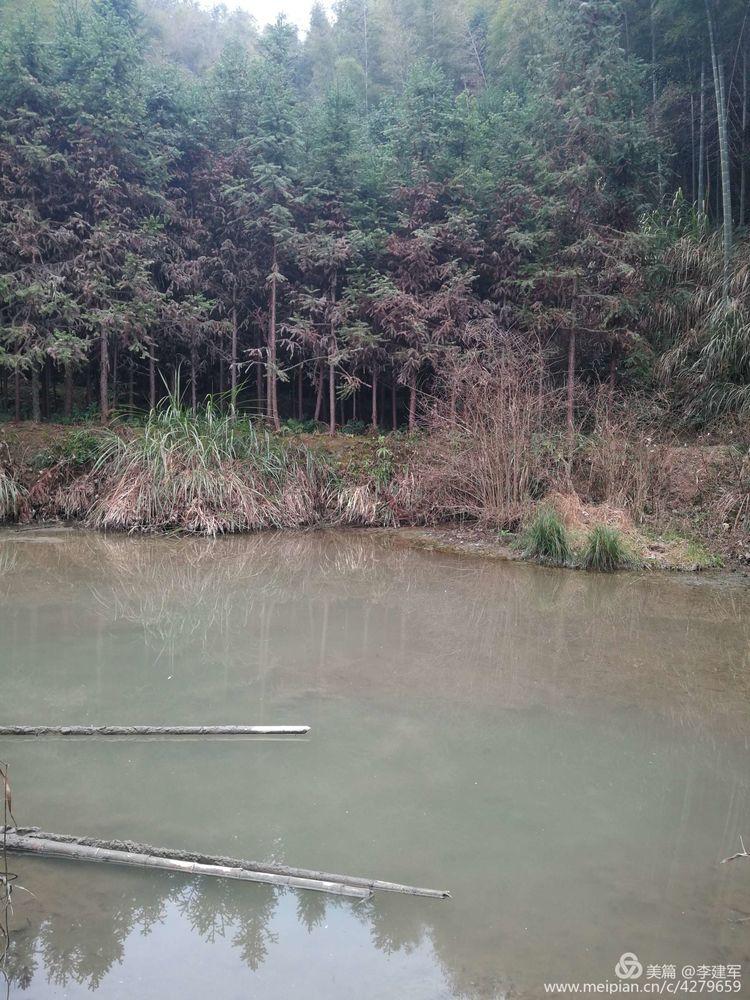 惊现巨物！村民老屋拆迁挖出近四十斤娃娃鱼，神秘生物背后隐藏了什么？