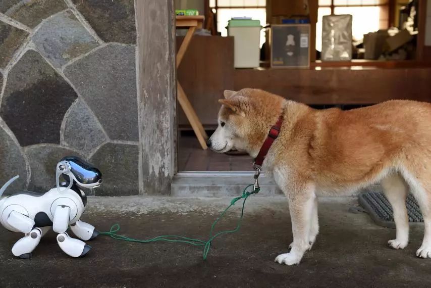 真狗遭遇机器犬挑衅，恐惧反应背后的深度解析 惊人现场！最新资讯解读。