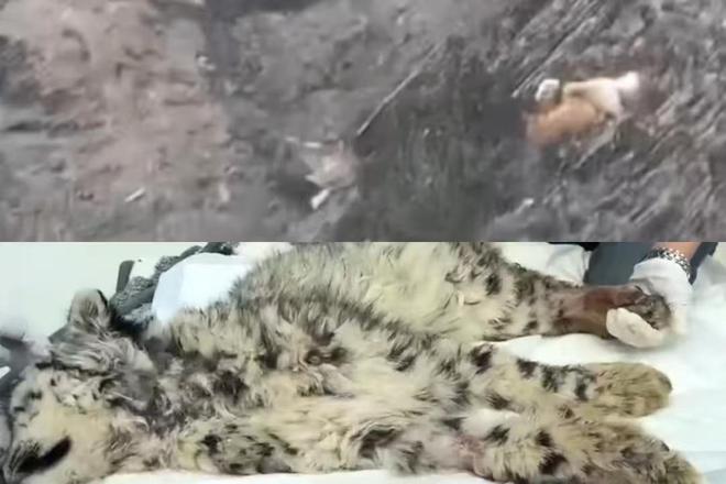 雪豹遭恶犬围捕致残？真相究竟如何——一起探究事件背后的真实情况！不实传闻背后隐藏着什么秘密呢？——探寻事件的深层原因与事实。