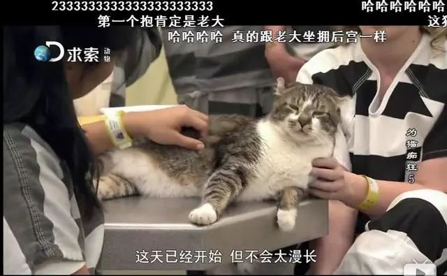 美国男子虐猫遭重判，40年监禁震撼全网！背后的法律与道德深思。