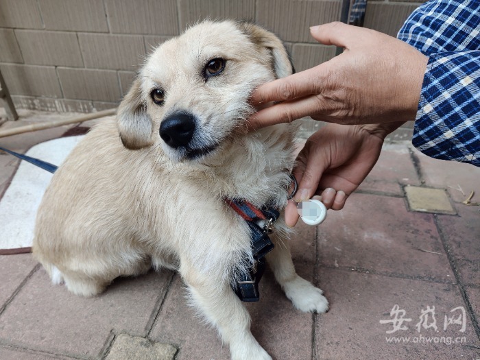 女子遛狗意外发现金豆，揭秘香港黄金文化中的奇遇与法规深度解读