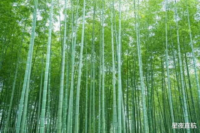 成都罕见竹子开花盛景，错过需等一世轮回？专家揭秘背后奥秘！千载难逢的自然奇观等你来见证。